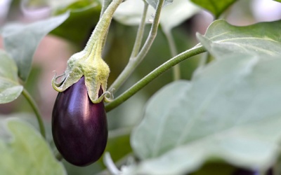 Người bệnh đái tháo đường có nên ăn cà tím?