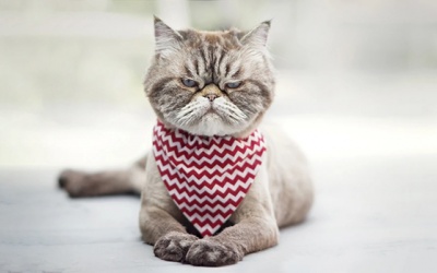 Tử vi Chủ nhật (27/9): Xử Nữ nên cởi mở với bạn mới