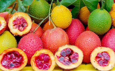 Trái gấc giúp chống ung thư, bệnh tim mạch?