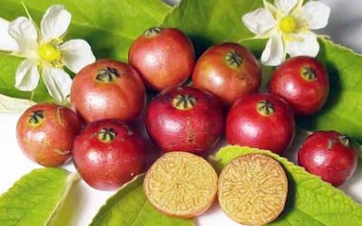 Cây trứng cá giúp ngừa ung thư, tiểu đường và tim mạch?