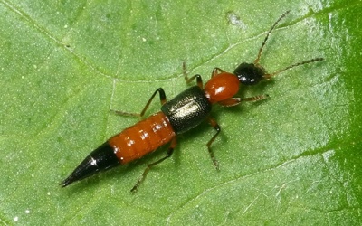 Cách xử lý khi bị kiến ba khoang “đốt” thế nào?