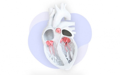 Tim đập nhanh, hở van 2 lá nhẹ điều trị thế nào tốt nhất?