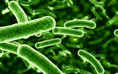 Tác dụng kích thích miễn dịch của vách tế bào Lactobacillus Rhamnosus