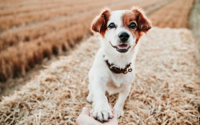 Tử vi thứ Hai (16/11/2020): Bọ Cạp nên tỏ ra thành thật hơn với người thân