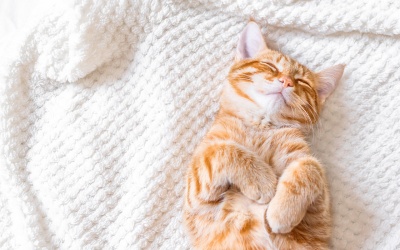 Tử vi Chủ nhật (22/11/2020): Song Ngư sẽ có ngày nghỉ 'xả hơi' đúng nghĩa