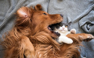 Tử vi Chủ nhật (6/12/2020): Kim Ngưu cẩn thận tranh cãi với bạn bè