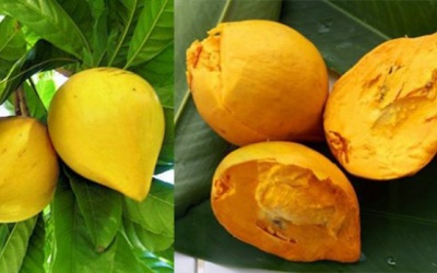 Bột trái cây trứng gà: Chất tạo ngọt tự nhiên tốt cho sức khỏe