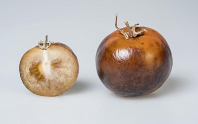 Hướng đi mới: Sản xuất thuốc điều trị bệnh Parkinson từ cà chua