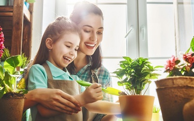 Làm sạch không khí trong nhà bằng 8 loại cây cảnh
