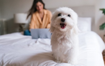 Tử vi thứ Năm (25/2/2021): Sư Tử nên mở lòng hơn với người khác