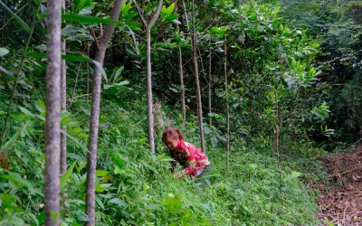 Vinamilk chung tay cùng người dân trồng cây gây rừng, tạo sinh kế