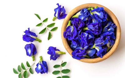 Hoa đậu biếc: Không chỉ đẹp mà còn tốt cho sức khỏe