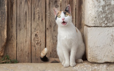 Tử vi Chủ nhật (21/3/2021): Cự Giải sẽ bất ngờ khi thực tế khác xa so với tưởng tượng