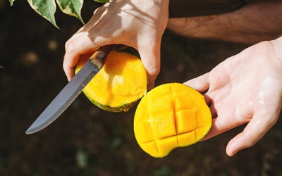 Tại sao ăn xoài lại bị dị ứng?