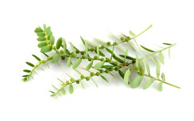 Diệp hạ châu và hiệu quả hỗ trợ điều trị sỏi mật