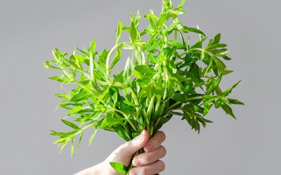 Có nên trị sỏi mật bằng rau ngổ tại nhà không?