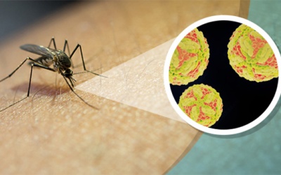 Chớm hè, cẩn trọng với bệnh viêm não Nhật Bản