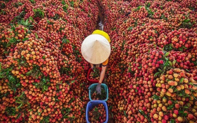 Cách làm thức uống “thơm ngon mát lành” từ quả vải