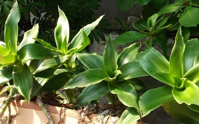 Trị đái tháo đường bằng cây lược vàng có được không?