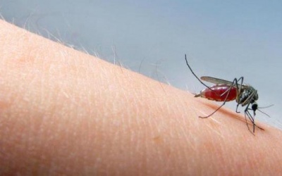 Mẹo giảm sưng, ngứa hiệu quả khi bị muỗi đốt