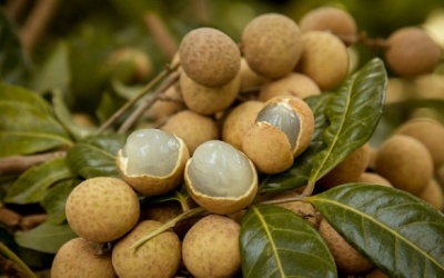 13 lợi ích của quả nhãn đối với sức khỏe