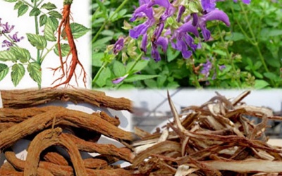 Đan sâm - Thảo dược quý ngăn ngừa xơ vữa động mạch