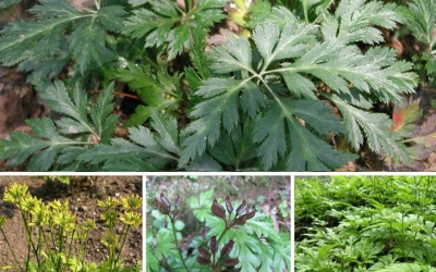 Hoàng Liên – Thảo dược quý giúp ngăn ngừa hình thành mảng xơ vữa động mạch