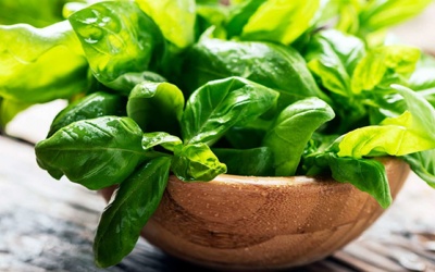 11 lợi ích của húng tây: Kháng khuẩn, chống trầm cảm, tăng cường miễn dịch