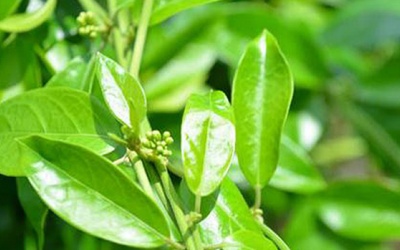 Dùng dây thìa canh trị đái tháo đường hiệu quả đến đâu?