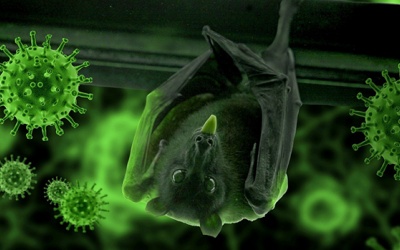 Bùng phát virus Nipah: Dịch bệnh nguy hiểm với tỷ lệ tử vong cao