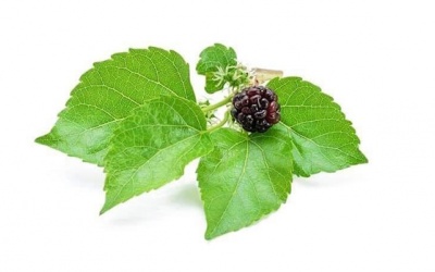 Cách dùng lá dâu tằm trị đái tháo đường hiệu quả