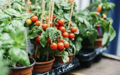 Những giống rau củ nên trồng trong mùa Thu