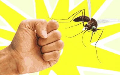 Biện pháp chống muỗi đốt trong mùa mưa
