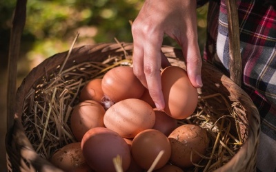 7 loại thực phẩm giàu tryptophan có thể giúp cải thiện tâm trạng 