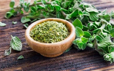 Lá oregano và công dụng đối với sức khỏe