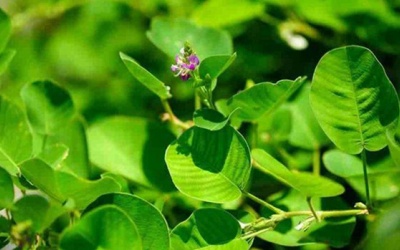 Tìm hiểu một số bài thuốc cổ truyền giúp trị sỏi mật hiệu quả 