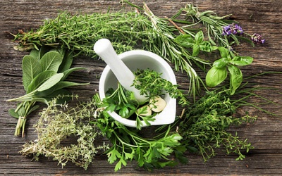 Một vài loại lá cây giúp trị đái tháo đường hiệu quả