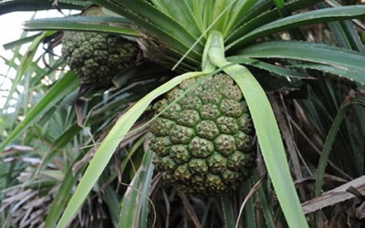 Hiệu quả của trái dứa dại trong hỗ trợ điều trị đái tháo đường