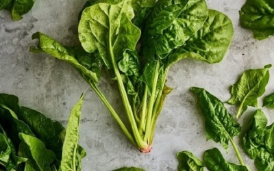 4 chất dinh dưỡng cản trở sự hấp thụ calci trong cơ thể