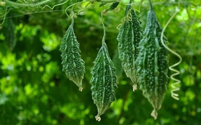 Tham khảo một số cách trị bệnh đái tháo đường dân gian