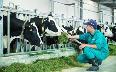 Vinamilk: 15 năm xây hệ thống trang trại bò sữa với “bộ sưu tập” tiêu chuẩn quốc tế