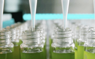 Tham khảo mô hình sản xuất vi tảo Nannochloropsis tại Australia