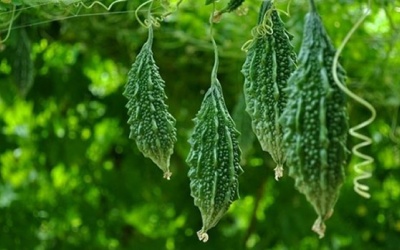 Hướng dẫn chi tiết cách dùng khổ qua rừng trị đái tháo đường