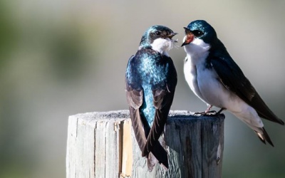 Tử vi thứ Tư (19/1/2022): Song Tử sẽ có mâu thuẫn với một người bạn