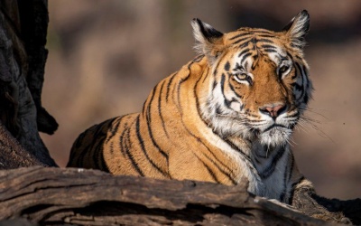 Năm Dần, nói chuyện Điệu hổ ly sơn