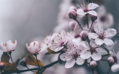 Tử vi thứ Hai ngày đầu khai Xuân: Kim Ngưu sẽ có một ngày thuận lợi