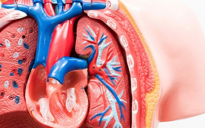 Đâu là những nguyên nhân gây bệnh van tim phổ biến?