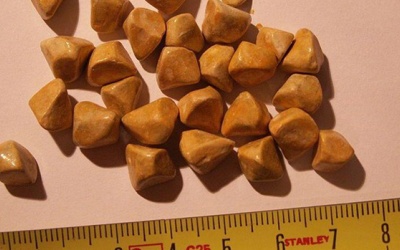 Sỏi túi mật 21mm có nguy hiểm không, nên điều trị thế nào?