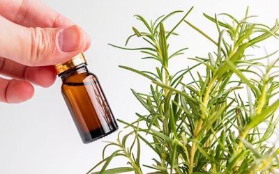 Chăm sóc tóc với tinh dầu hương thảo