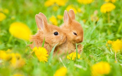 Tử vi thứ Hai (28/3/2022): Kim Ngưu nên cẩn thận lời nói của mình